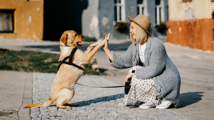 Kako da vaši ljubimci budu poslušni: Naučnici otkrili efikasan metod za dresuru pasa