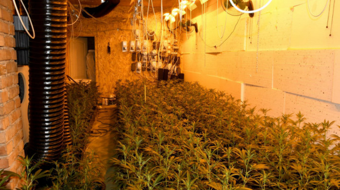 Pronađena laboratorija za uzgoj marihuane, uhapšene tri osobe iz Smedereva