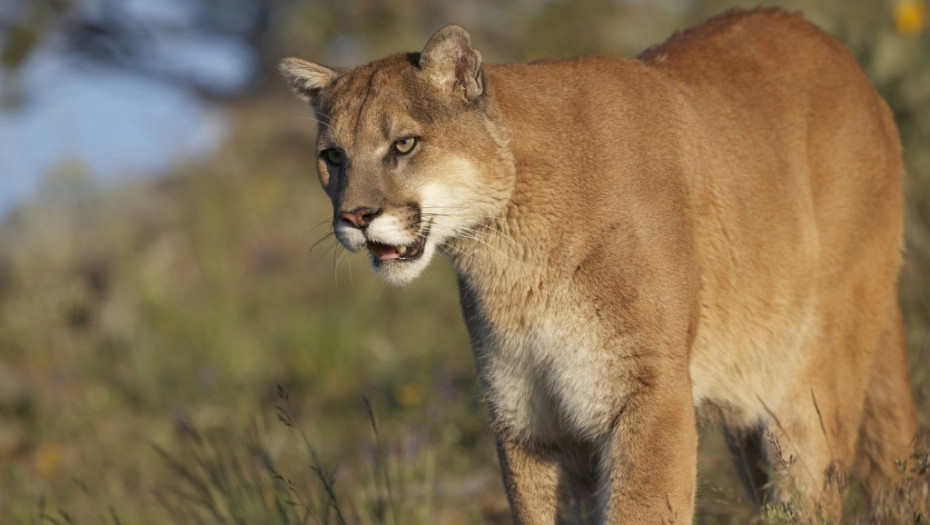 Tragedija u Kaliforniji: Planinski lav ubio mladića (21) i povredio njegovog mlađeg brata