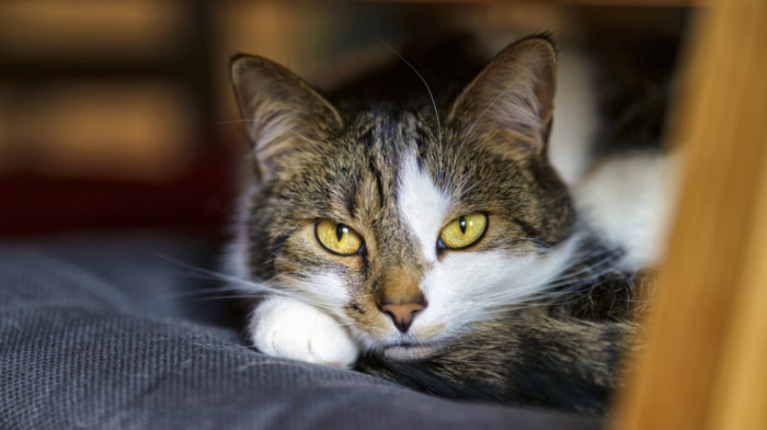 Dobrotvorna organizacija pokušava da udomi 300 mačaka u Kanadi o kojima je brinuo samo jedan čovek