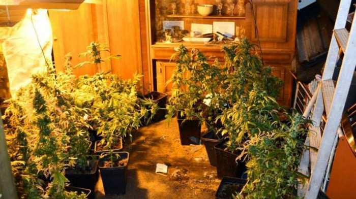 U okolini Čačka pronađena laboratorija za uzgoj marihuane