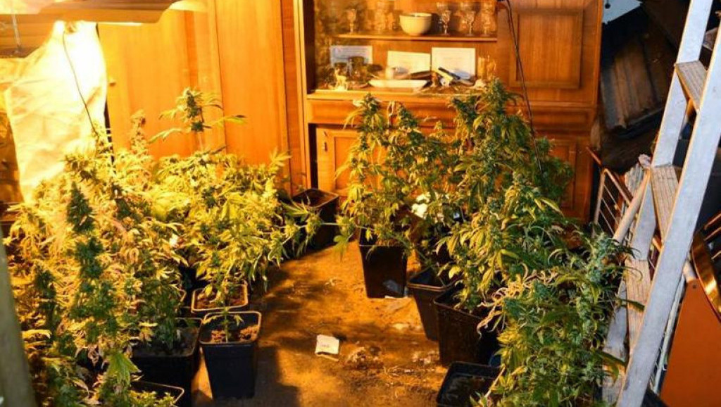 U okolini Čačka pronađena laboratorija za uzgoj marihuane
