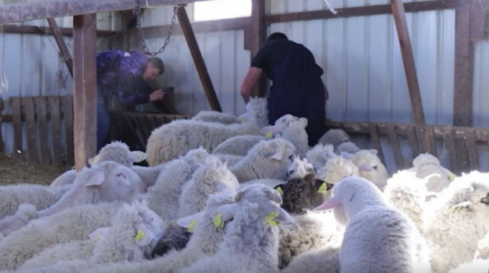 Srbinu iz Dobrotina kod Lipljana ukradeno više od 25 ovaca, slučaj prijavljen kosovskoj policiji