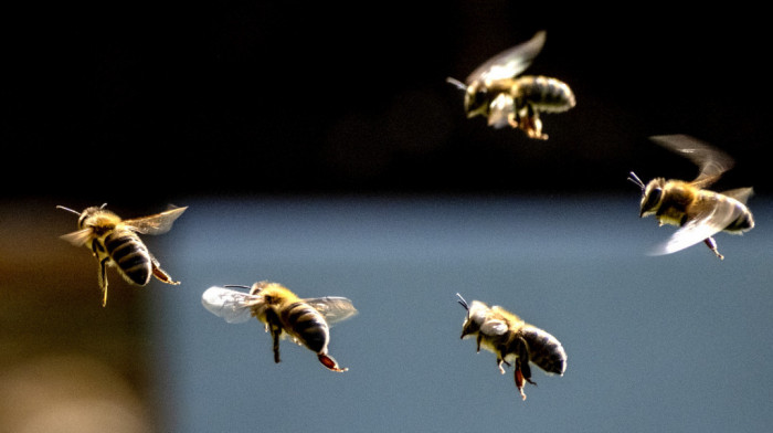 Vreli početak aprila, pa pad temperature ugrozili proizvodnju meda: Kako pčele reaguju na klimatske promene