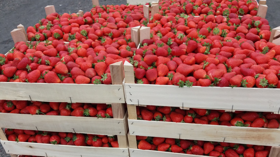Jagode iz plastenika ranije stižu i bez hemije: Poljoprivrednik iz Trbušana otkriva tajnu uspešne proizvodnje