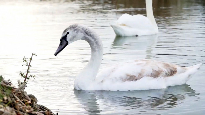 Pet jezera na sat vremena od Beograda koja su savršen izbor za prvomajski izlet