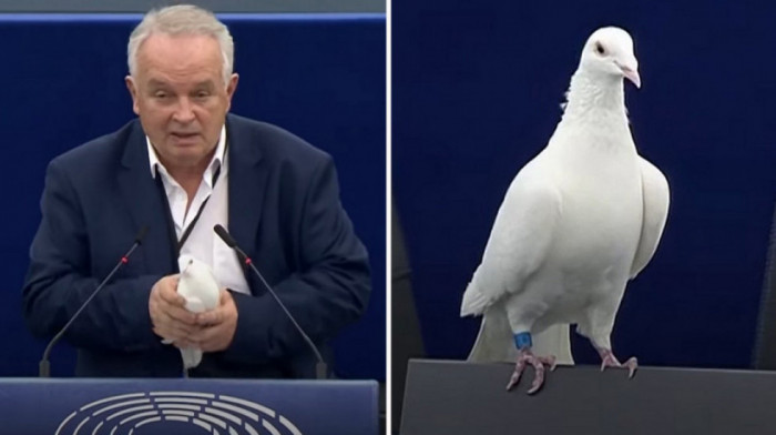 "Da li možete da je uhvatite?": Slovački parlamentarac pustio goluba u sali Evropskog parlamenta