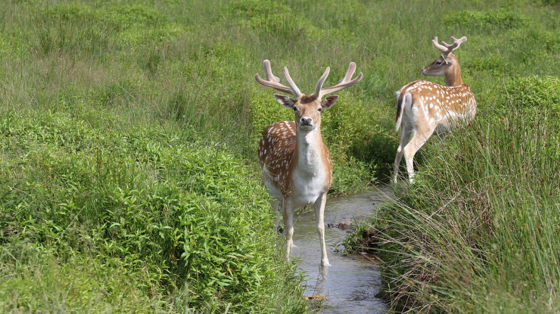 Cene odstrela zaštićenih divljači u lovnoj sezoni 2026/27 od jednog do 150.000 dinara