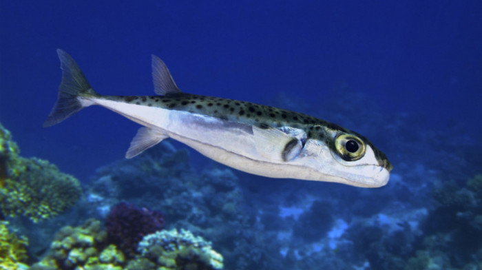 Kod Rovinja ulovljena najotrovnija riba sveta, otrov 1200 puta jači od cijanida