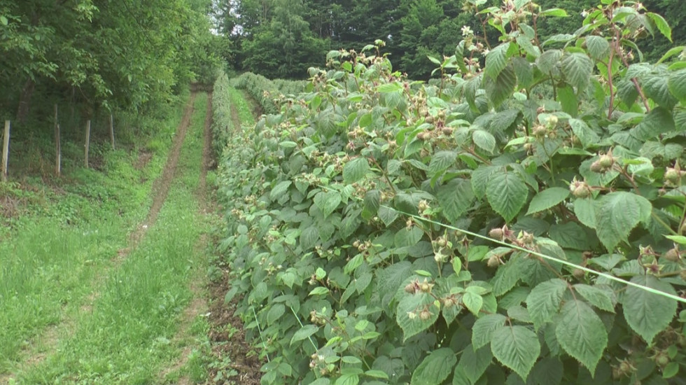 Blagojević: Prizemno voće izuzetno osetljivo na mraz, prinos manji i do 30 odsto
