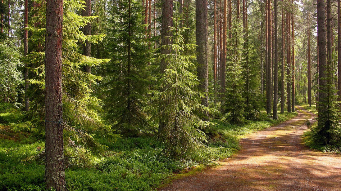 Šume pokrivaju 39,01 odsto teritorije Srbije - jedan su od najvažnijih prirodnih resursa naše zemlje