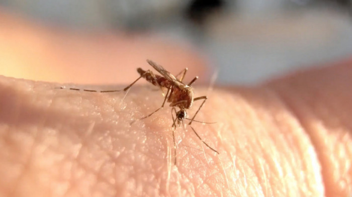 Naučnici predlažu novi način lečenja komaraca od malarije