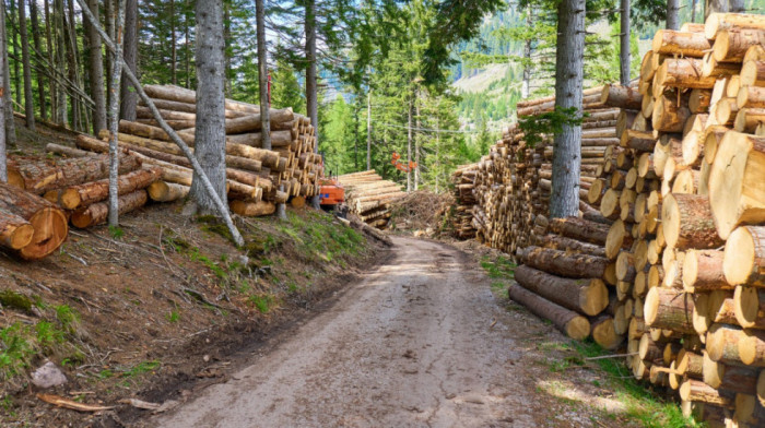 Nacionalni park Tara odgovorio na optužbe o prekomernoj seči: "Planovi se sprovode samo u cilju nege i obnavljanja"