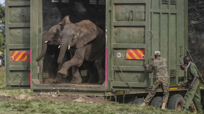 Konačno na slobodi: Nakon 30 godina u zoo vrtu u Argentini, afrička slonica stigla u brazilsku prašumu, svoj novi dom