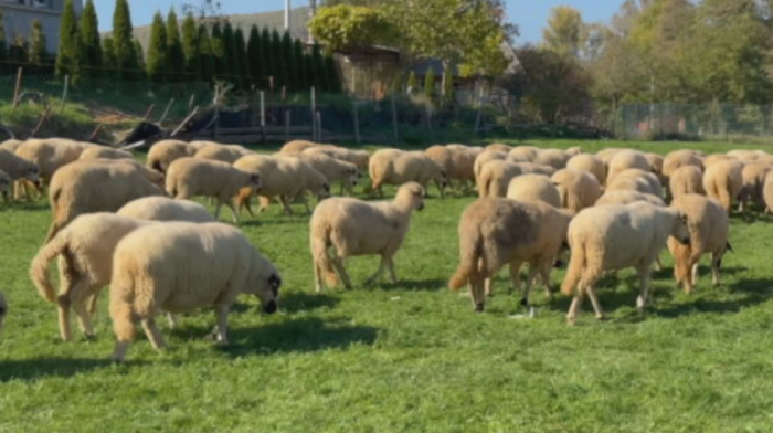 "Malteška groznica" preti Crnoj Gori: Opasna zarazna bolest prešla sa ovce na čoveka