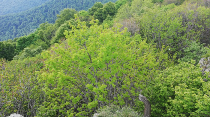 Vlada usvojila Uredbu o proglašenju predela izuzetnih odlika "Planina Jelica"