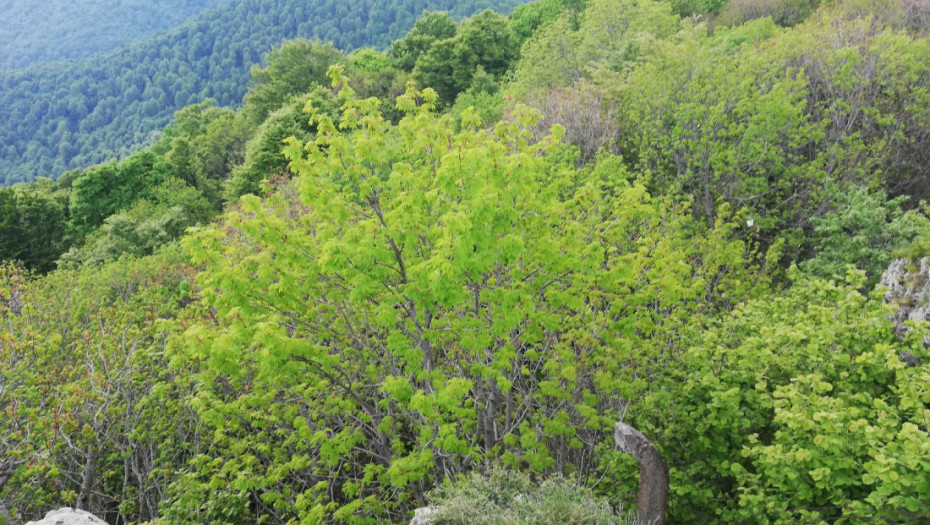 Vlada usvojila Uredbu o proglašenju predela izuzetnih odlika "Planina Jelica"