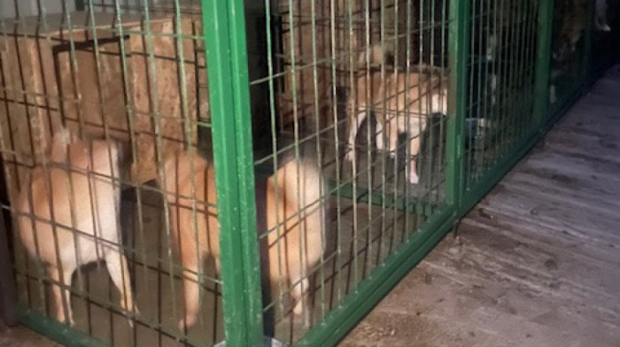 Guverner Džakarte potpisao zabranu: Nema više trgovine mesom pasa, mačaka i slepih miševa