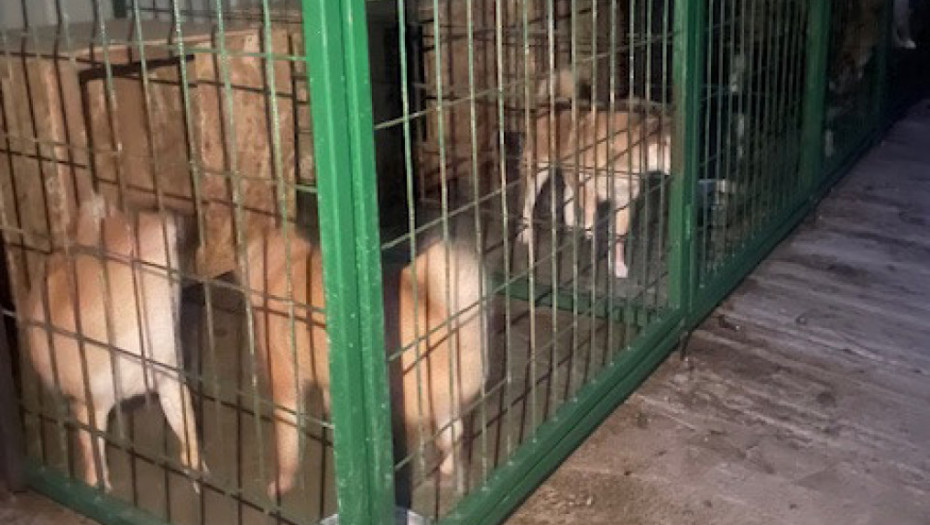 Guverner Džakarte potpisao zabranu: Nema više trgovine mesom pasa, mačaka i slepih miševa