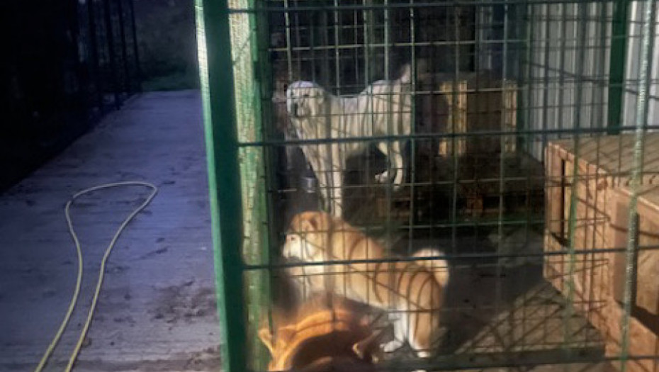 U naselju Neštin u Bačkoj Palanci psi usmrtili ženu, uhapšen vlasnik pasa