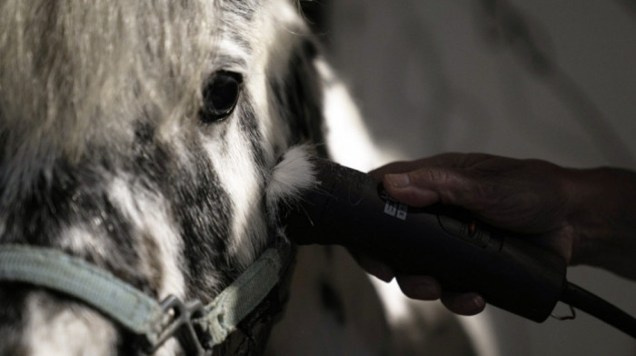 Konji su ljubimci a ne hrana: Italija bi uskoro mogla da zabrani upotrebu mesa ove životinje