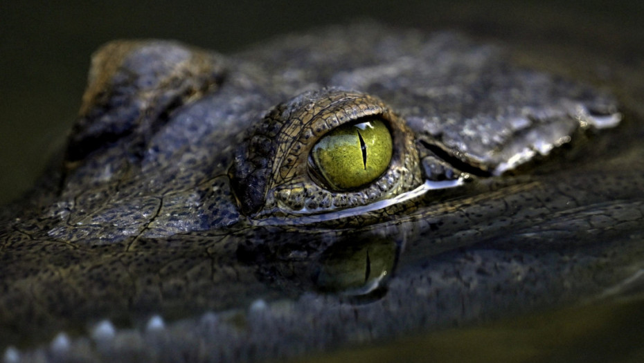 U Australiji pronađeni fosilni ostaci jaja krokodila koji su se peli na drveće