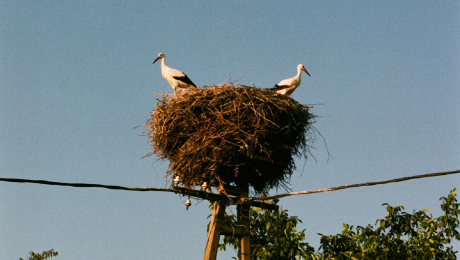 Bele rode se vratile u Černobilj