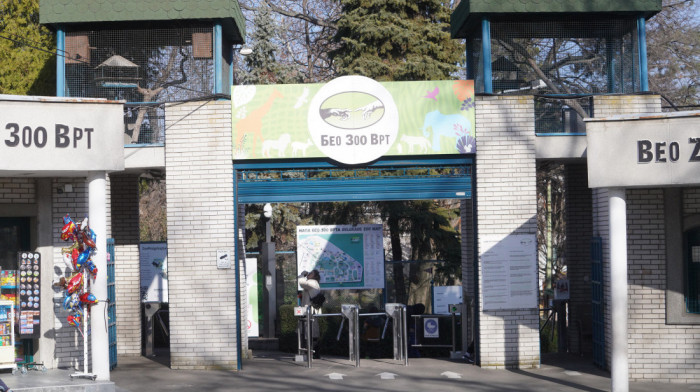 Zebra pobegla iz kaveza u Beogradskom Zoo vrtu