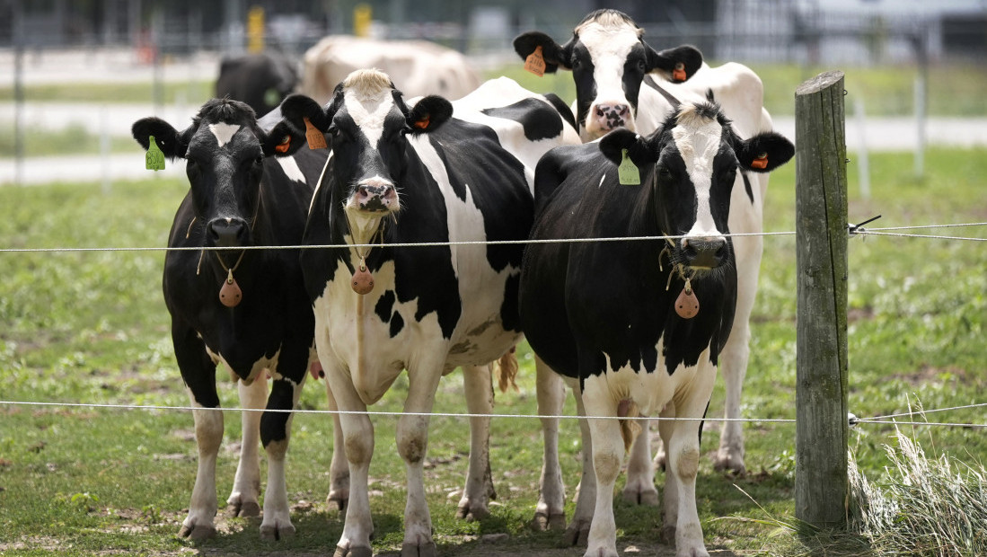 U Republici Srpskoj kod Šipova potvrđen slučaj antraksa kod krave