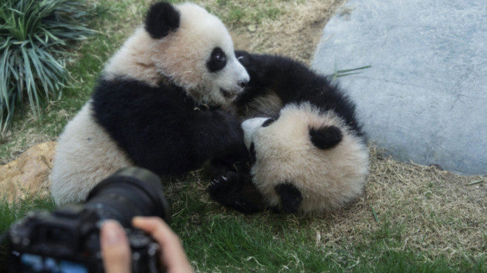 Stigle nove zvezde Zoo vrta u SAD: Dve džinovske pande doputovale iz Kine u Atlantu