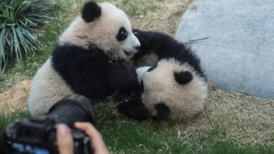 Stigle nove zvezde Zoo vrta u SAD: Dve džinovske pande doputovale iz Kine u Atlantu
