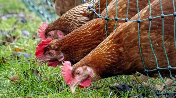 Đaković: Od ptičjeg gripa u CG uginulo ili je eutanazirano 160 uglavnom kokošaka