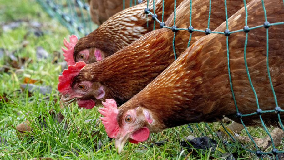 Đaković: Od ptičjeg gripa u CG uginulo ili je eutanazirano 160 uglavnom kokošaka