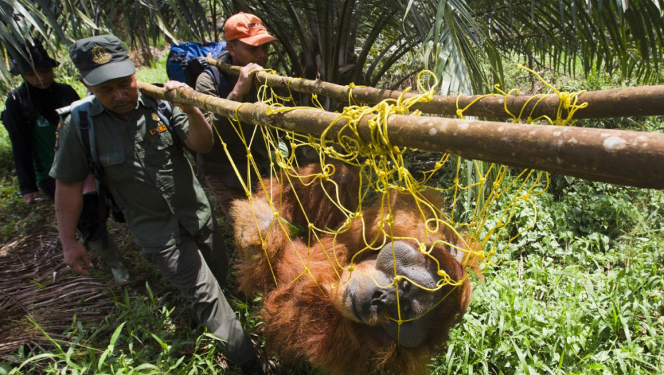 "Kao da kidnapuješ dedu": Zašto premeštanje orangutana preti njihovom opstanku