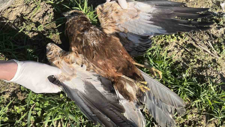 U ataru sela Svilojevo pronađeno pet uginulih orlova belorepana i jedan šakal