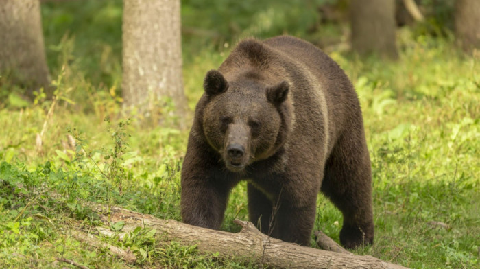 "Greenpeace" traži od Slovačke da odustane od planiranog odstrela medveda: "Oni su ključni za karpatski ekosistem"