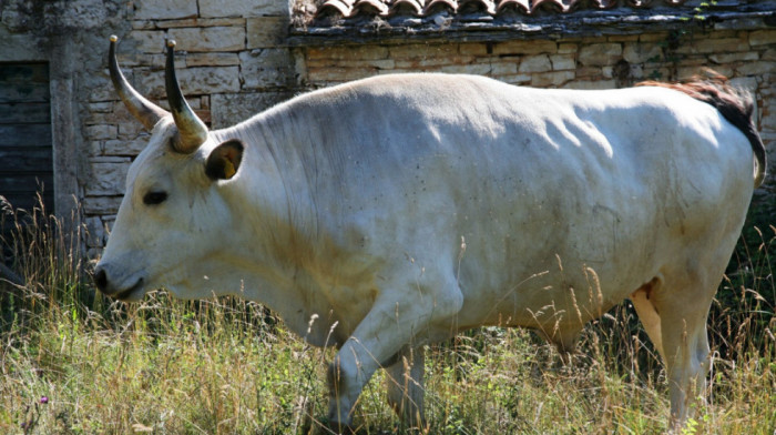 Napad zveri u selu Smrduša: Okomila se na najjačeg vola teškog 700 kg i ubila ga