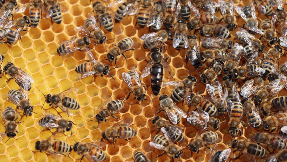Pčele sve teže opstaju u savremenom svetu: Korisne insekte ugrožavaju ratovi, mikroplastika, ali i ulična rasveta