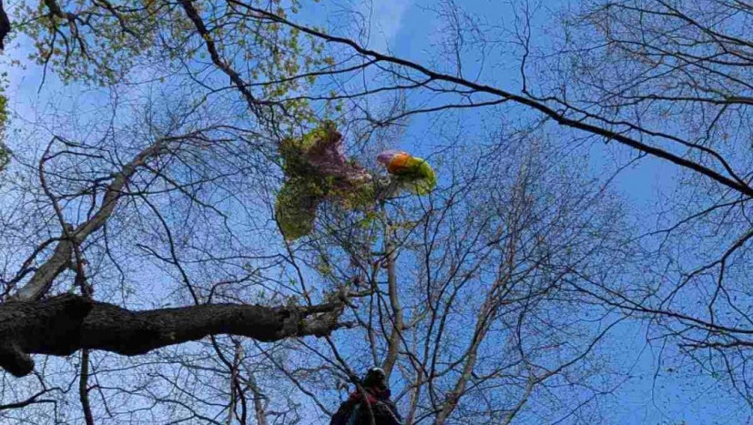 Gorska služba spasavanja bezbedno spustila na zemlju pilota paraglajdera zaglavljenog u krošnji drveća na Fruškoj Gori