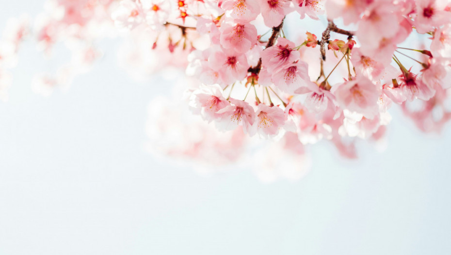 Svečana sadnja 15 japanskih trešanja: Obeležavanje 15 godina rada na podršci ženama koje se suočavaju sa rakom dojke