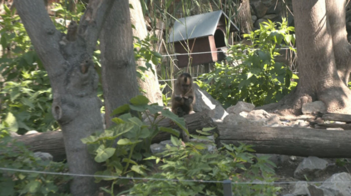 Neočekivana prinova u Beogradskom Zoo vrtu: Mladunče pripada vrsti koja je poznata po frizurama iz osamdesetih