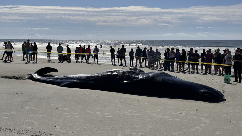 Kit dugačak 12 metara se nasukao na plaži u Francuskoj