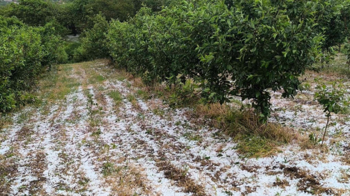 Nevreme sa gradom pogodilo Topolu, Raču i Aranđelovac: Velika šteta na usevima, usporen saobraćaj na autoputu (VIDEO)