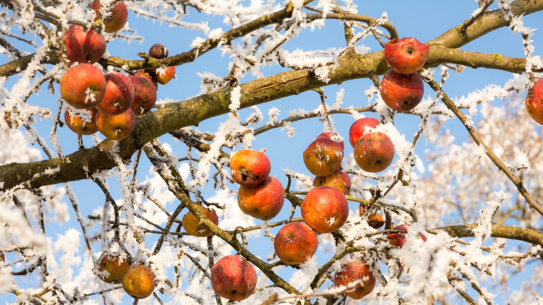Upozorenje RHMZ na vremenske uslove: Narednih dana mrazevi u jutarnjim časovima
