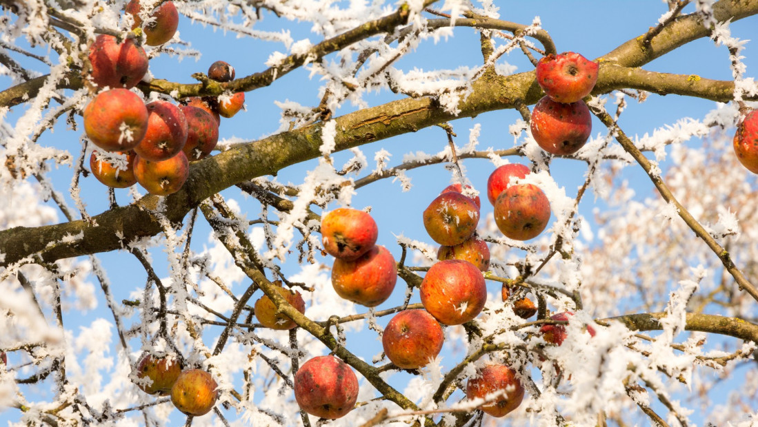 Upozorenje RHMZ na vremenske uslove: Narednih dana mrazevi u jutarnjim časovima