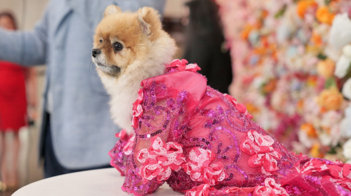 Pet Gala i moda za ljubimce: Pseći manekeni prošetali kreacije inspirisane Met Galom (FOTO)