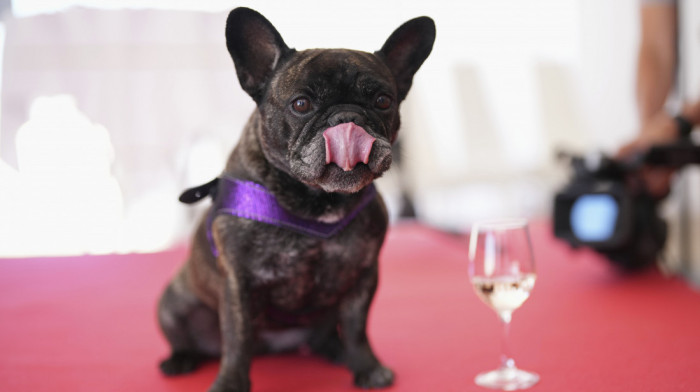 Britanija razmatra uvođenje novih pravila za odgajivače, koja bi dovela do zabrane čak 67 rasa pasa