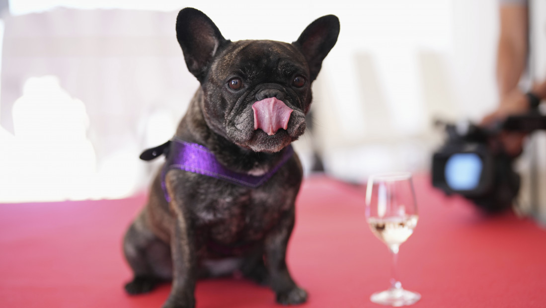 Britanija razmatra uvođenje novih pravila za odgajivače, koja bi dovela do zabrane čak 67 rasa pasa