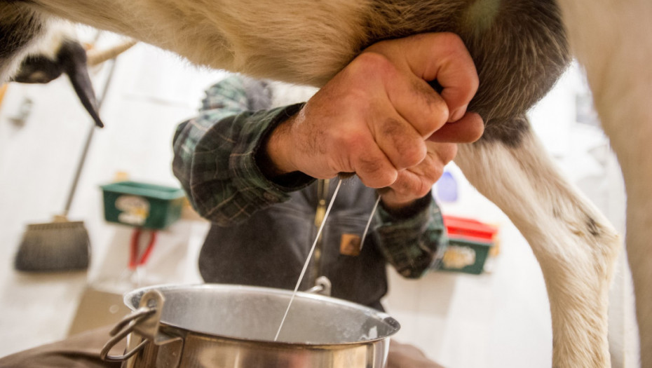 Ministarstvo poljoprivrede poziva na razgovor proizvođače suočene sa prekidom otkupa mleka