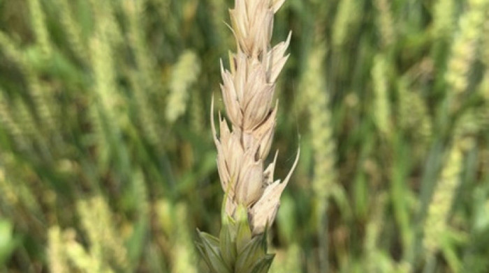 Dvoje kineskih istraživača optuženo za krijumčarenje opasne gljivice u SAD: Šta je "Fusarium graminearum"